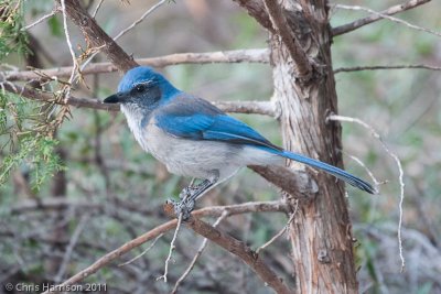 Western Scrub-Jay