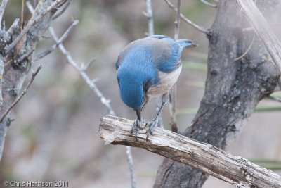 Western Scrub-Jay