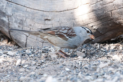 White-crowned SparrowSouth Llano River State Park