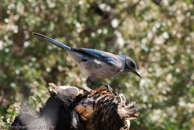 Western Scrub-Jay