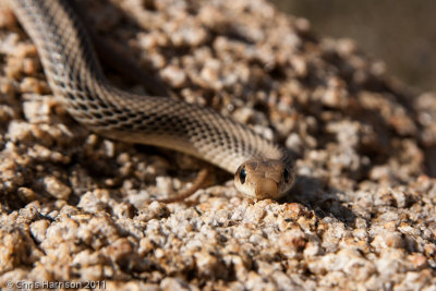 Salvadora hexalepisDesert Patchnosed Snake
