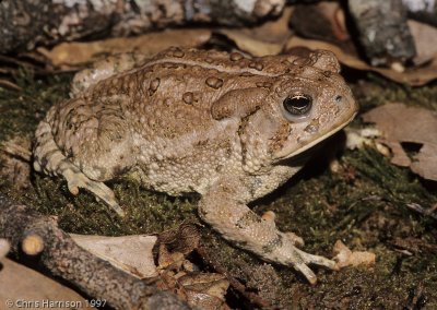 Bufonidae - Toads