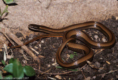 Coniophanes imperialis imperialisNorthern Black-striped Snake