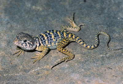 Crotaphytus collarisEastern Collared Lizard - hatchling