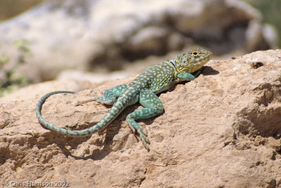 Crotaphytus collarisEastern Collared Lizard