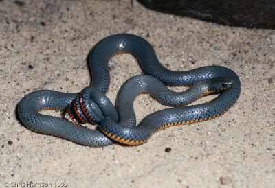 Diadophis punctatusRegal Ringneck Snake