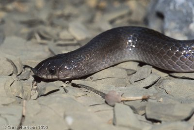 Ficimia olivaceaMexican Hooknose Snake
