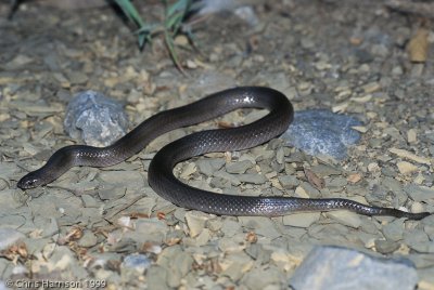 Ficimia olivaceaMexican Hooknose Snake