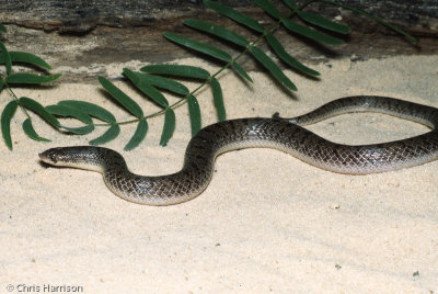 Ficimia streckeriStarr Co., TX