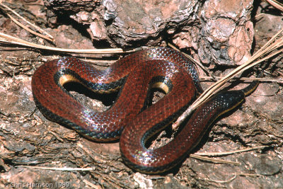 Adelphicos nigrilatumBurrowing Snake