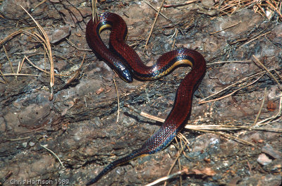 Adelphicos nigrilatumBurrowing Snake