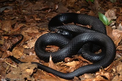 Coluber constrictor constrictor x priapusNorthern x Southern Black Racer