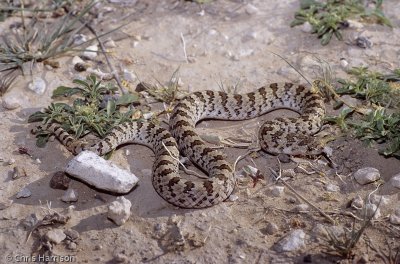 Gyalopion canumCulberson Co., TX