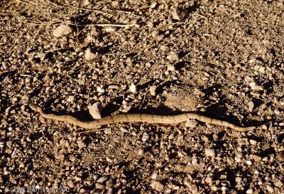 Crotalus lepidusTX, Hudspeth Co., Indio Mts.