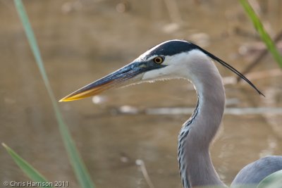 Great Blue Heron