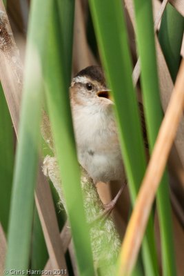 Marsh Wren