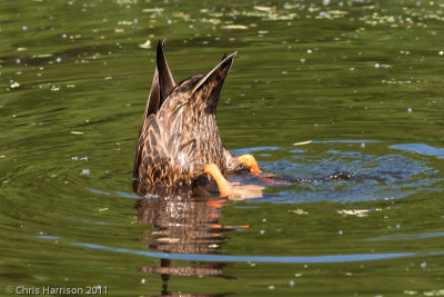 Mottled Duck