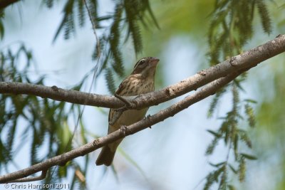 Rose-breasted Grosbeakfemale