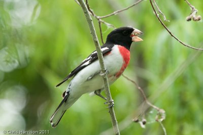 Rose-breasted Grosbeak