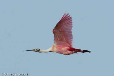 Roseate Spoonbill