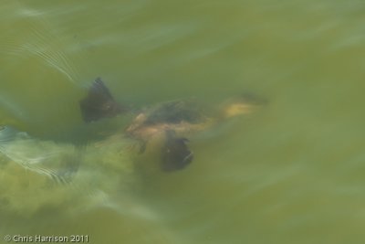 Ruddy Duck