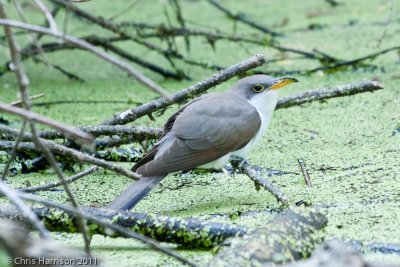 08 - Cuckoos and Relatives