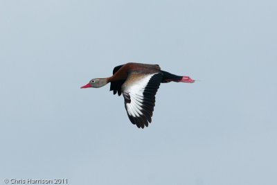 Black-bellied Whistling Duck