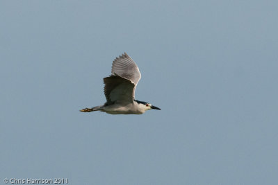Black-crowned Night Heron