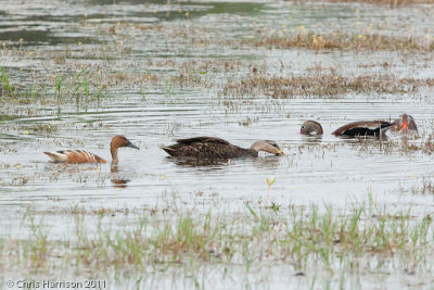 Fulvous Whistling-Duck