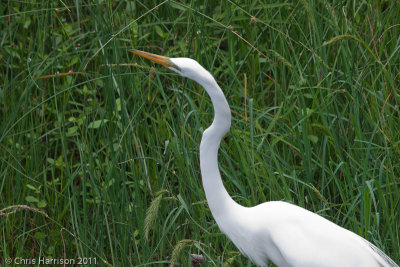 Great Egret