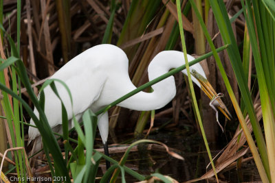 Great Egret