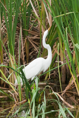 Great Egret