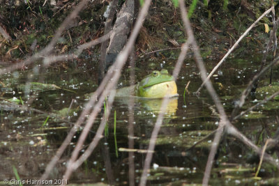 Lithobates catesbeianusAmerican Bullfrogcalling male