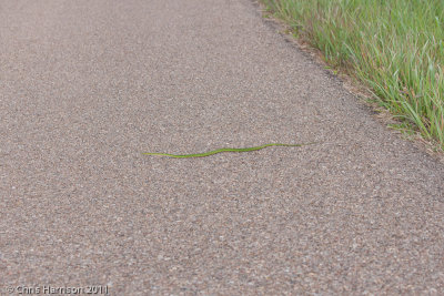 Opheodrys aestivusAransas NWR