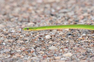 Opheodrys aestivusAransas NWR