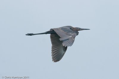 Reddish Egret