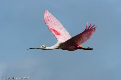 Roseate Spoonbill