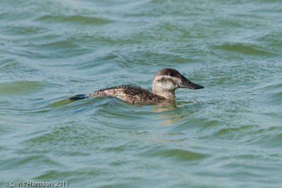 Ruddy Duck