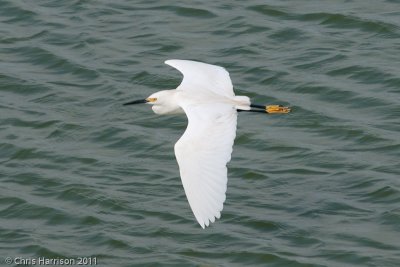 Snowy Egret