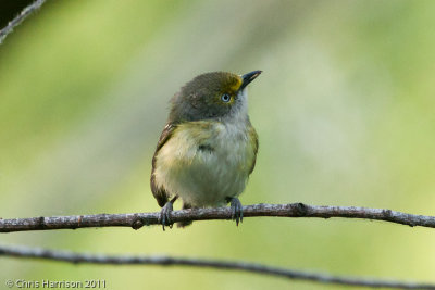 White-eyed Vireo