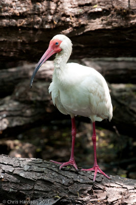 White Ibis