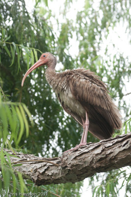 White Ibis