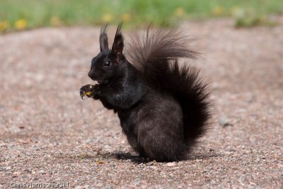 Abert's SquirrelSciurus aberti