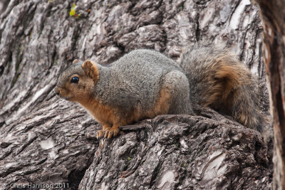 Fox SquirrelSciurus niger