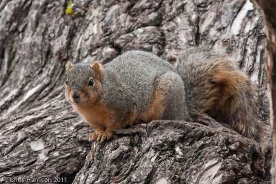 Fox SquirrelSciurus niger