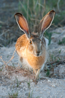 Black-tailed Jack RabbitLepus californicusRoberts Co., Texas