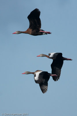 Black-bellied Whistling Ducks