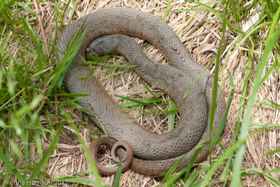 Nerodia erythrogaster transversaBlotched Watersnake