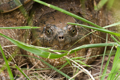 Chelydra serpentinaCommon Snapping Turtle