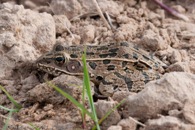 Lithobates blairiPlains Leopard Frog